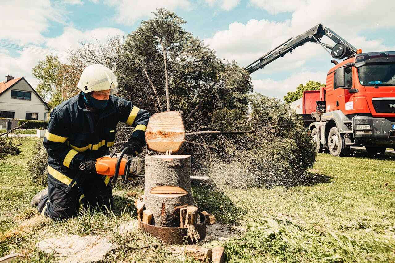 Best Tree Cutting Near Me  in Chillicothe, MO